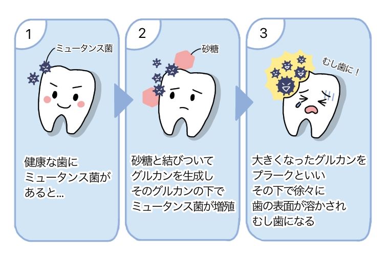 3. 2歳頃 口の中の細菌バランスが決まる