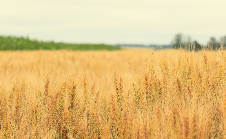 外国産との違いを知りたい！北海道産小麦の魅力とは？ 01