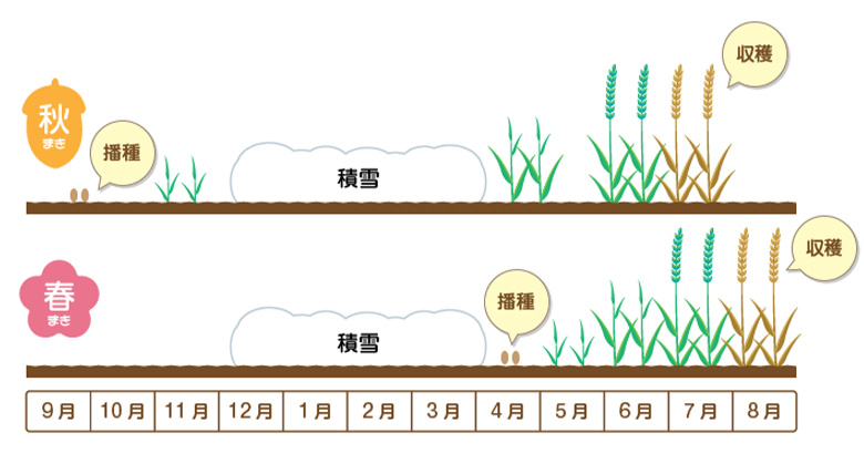 外国産との違いを知りたい！北海道産小麦の魅力とは？ 02