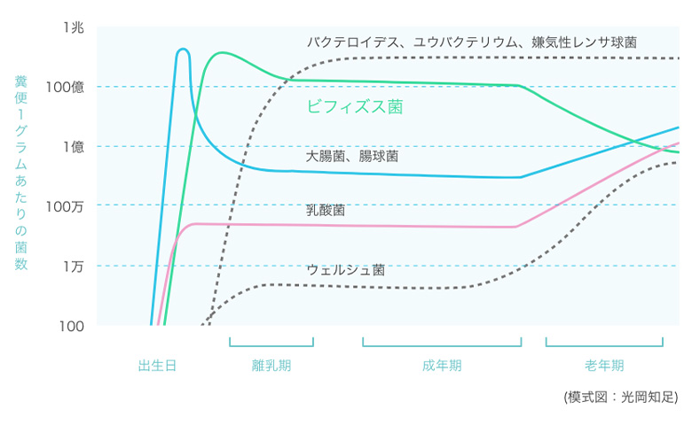 ビフィズス菌が減少する理由とは 4