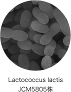 Lactococcus lactis JCM5805株