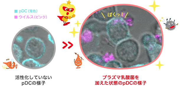 プラズマ乳酸菌で活性化したpDCはどんな働きをするの？ 概要図