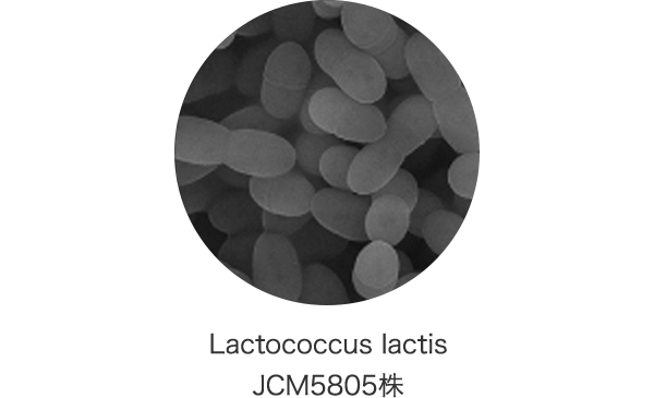 Lactococcus lactis JCM5805株